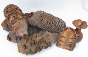 Woodturning Oddities