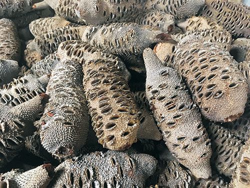 Banksia Nuts